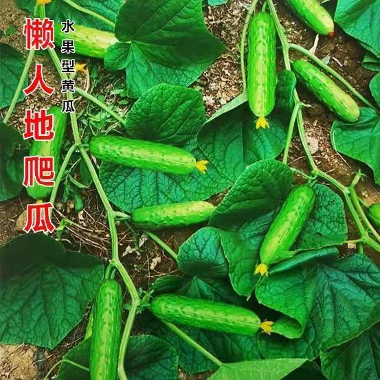 不搭架黄瓜阳台庭院四季高产种子