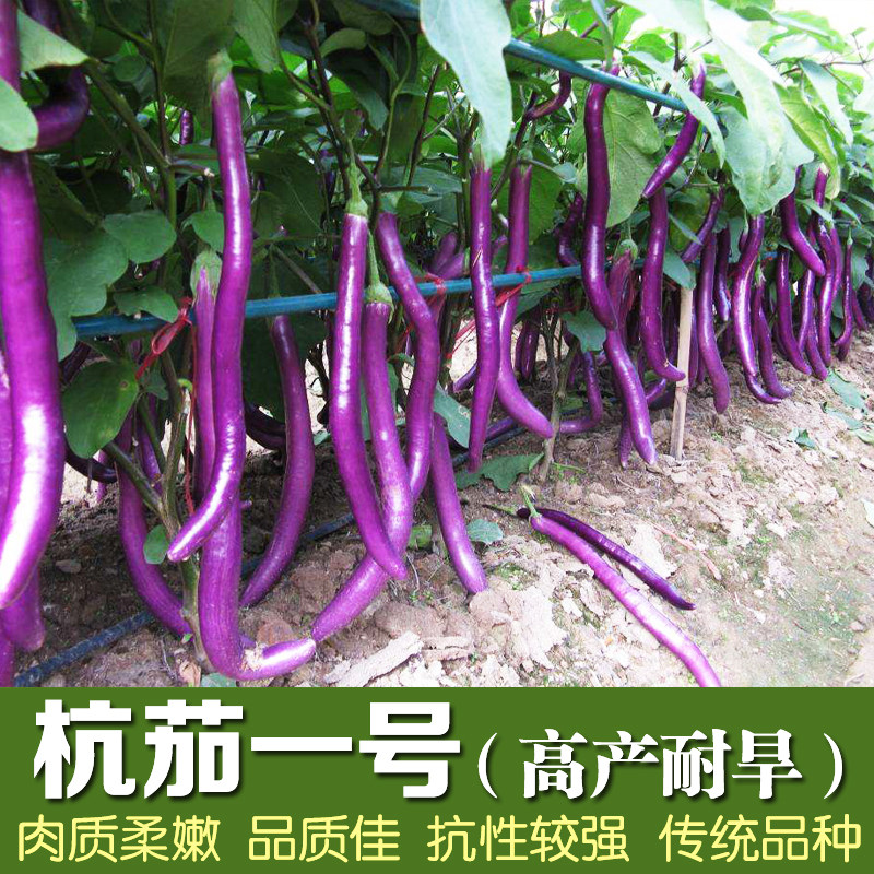 杭茄一号四季高产种子