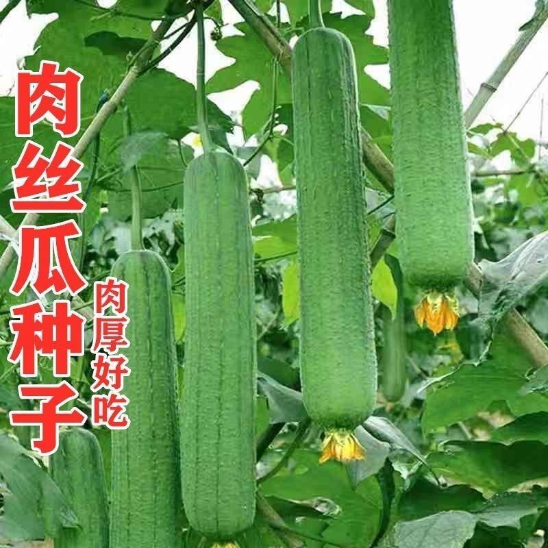 肉丝瓜种籽种子早熟高产蔬菜种子