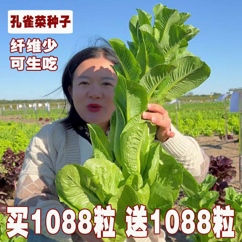 高钙孔雀菜种子生菜沙拉阳台易种