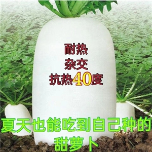 夏秋耐热抗热白萝卜不抽苔抗病