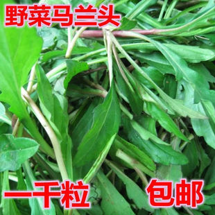 野生马兰头种子食用野菜四季播易种鸡毛菜菜园阳台盆栽马齿苋种籽