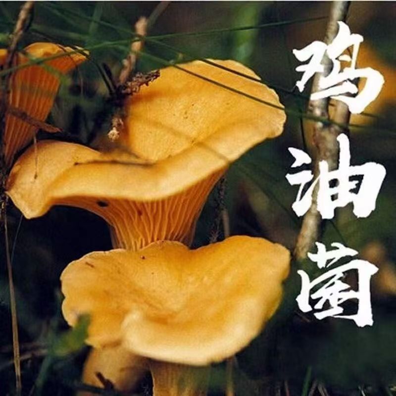 四季可种，喷水就活，反复出菌