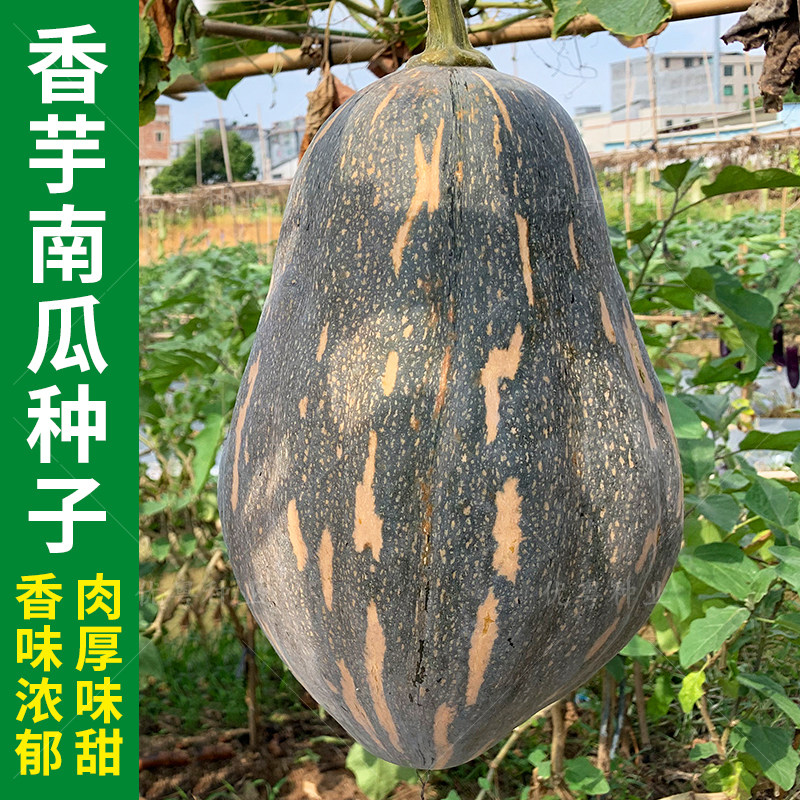 香芋南瓜四季高产粉糯