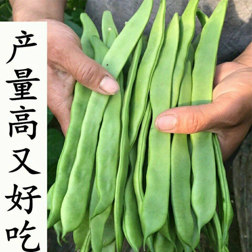 孑大扁豆东北农家芸豆种子
