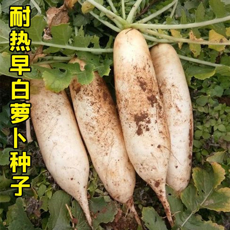 早萝卜种子夏季抗热品种耐热夏秋季萝卜种籽早熟不空心蔬菜种子