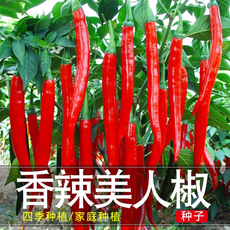 美人椒种子四季耐寒高产
