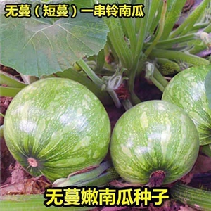 无蔓珠南瓜种子四季高产短藤