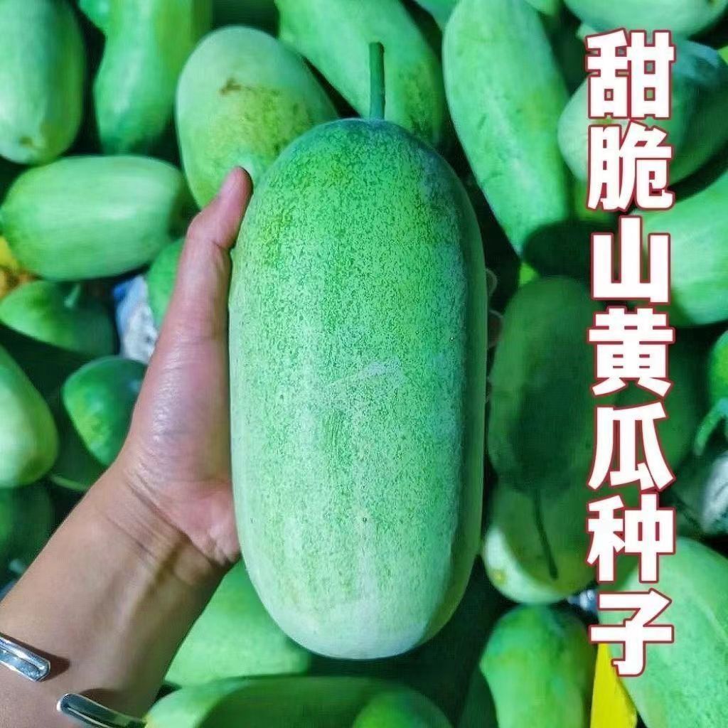 甜脆山黄瓜种籽云南西双版纳基诺山泰傣哈尼布朗老挝特色大青瓜种