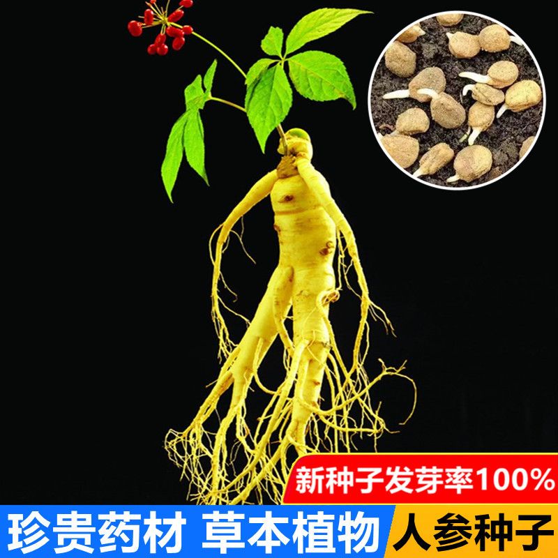 长白山人参种子四季种植盆栽