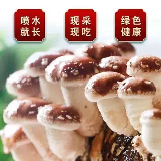 四季可种,喷水就活,反复出菌