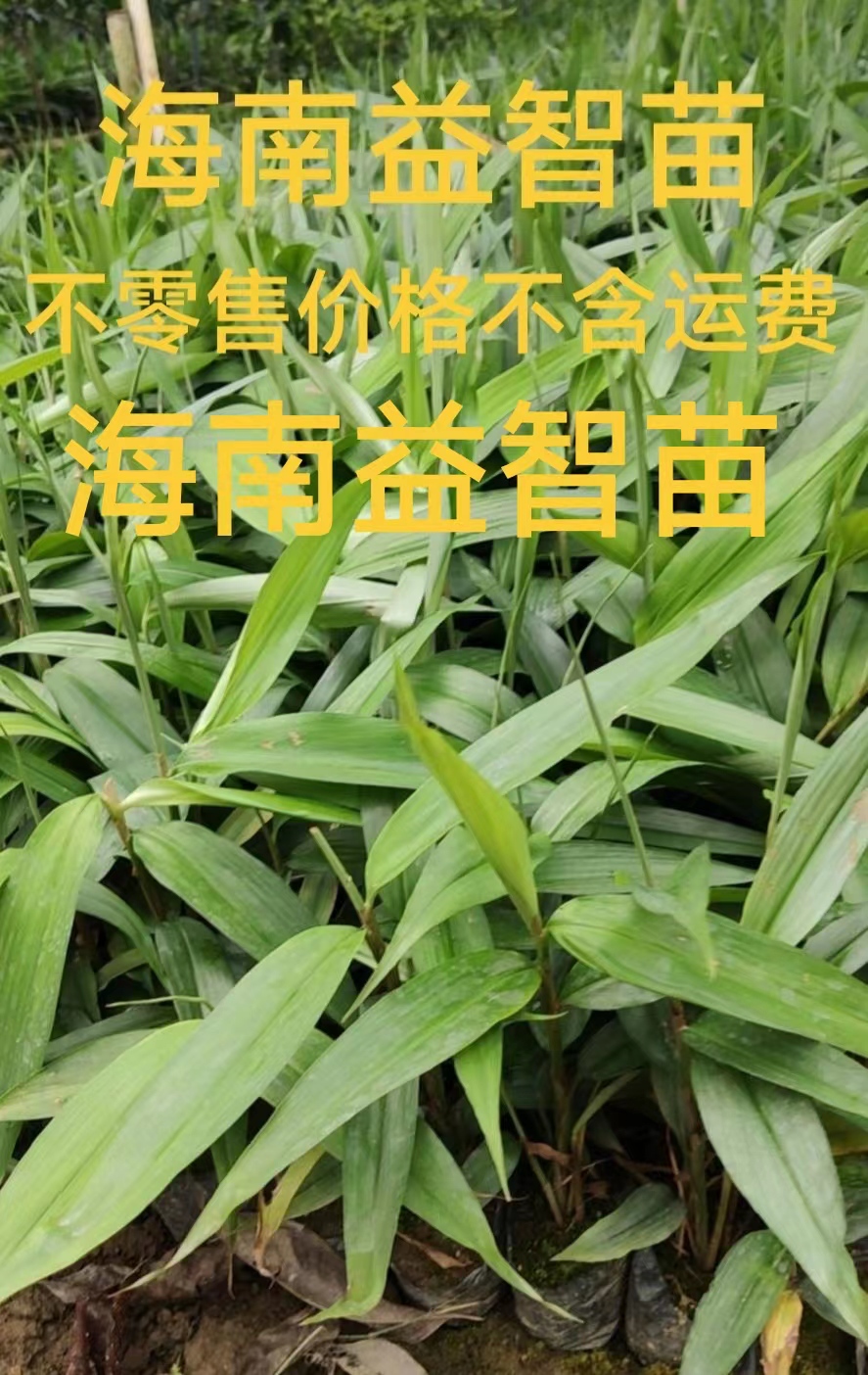 海南苗圃直供中草药益智苗  益智仁种苗 中药材苗  正宗品种袋苗