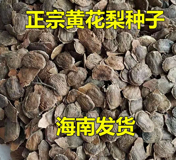 海南黄花梨鲜种子珍贵树木种子降香黄檀种子紫油梨种子海南产地发