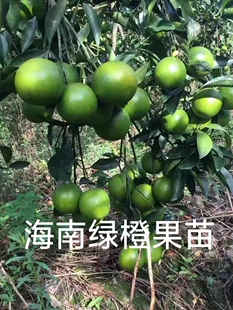 海南琼中绿橙苗 绿橙果树苗 果树苗 盆栽 地栽 嫁接苗 正宗水果苗
