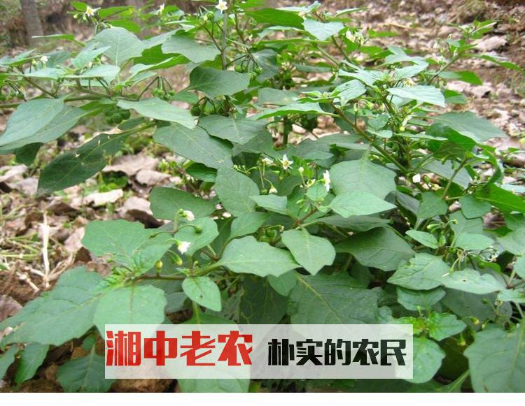 野生龙葵种子黑星星黑悠悠种子黄悠悠种子苗子盆栽东北黑天天种苗