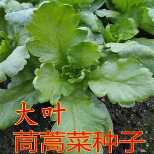 大叶小叶茼蒿种子大全农家茼蒿种籽四季 皇帝菜种苗青菜茼蒿种子