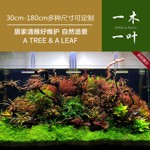 1对1指导杜鹃根跟着老李学造景