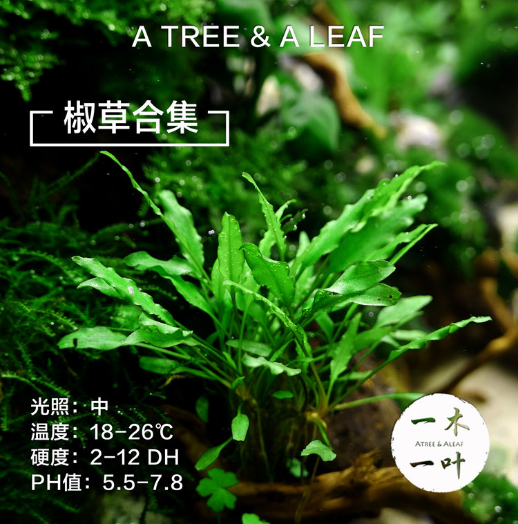 绿温蒂椒草 迷你青椒 喷泉椒 缎带椒 椒草合集 水下叶 中景草