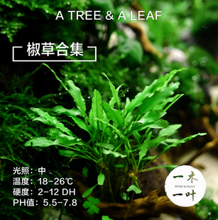 绿温蒂椒草 迷你青椒 喷泉椒 缎带椒 椒草合集  水下叶  中景草