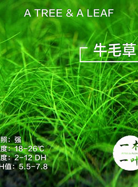 正宗迷你无菌杯水下定植牛毛草