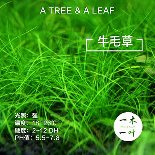 牛毛草 正宗迷你牛毛 无菌杯  牛毛毡 水下定植 中前景草  活体