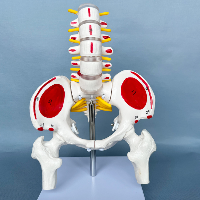 人体骨骼模型 腰椎脊椎骨盆模型关节医用活动骨骼 小盆骨骨架教具 玩具/童车/益智/积木/模型 其他模型玩具 原图主图