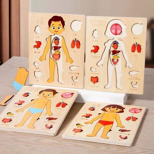Montessori Human Body Puzzles Busy Board Body Parts Teaching