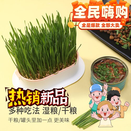 猫草催吐毛球小麦种子无土栽培