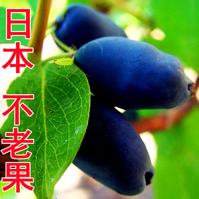 不老果大兴安岭野生蓝靛果鲜果速冻泡蜂蜜非东北长白山蓝靛果干