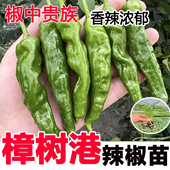 正宗樟树港辣椒苗四季 阳台盆栽庭院种植高产薄皮辣椒秧苗蔬菜幼苗
