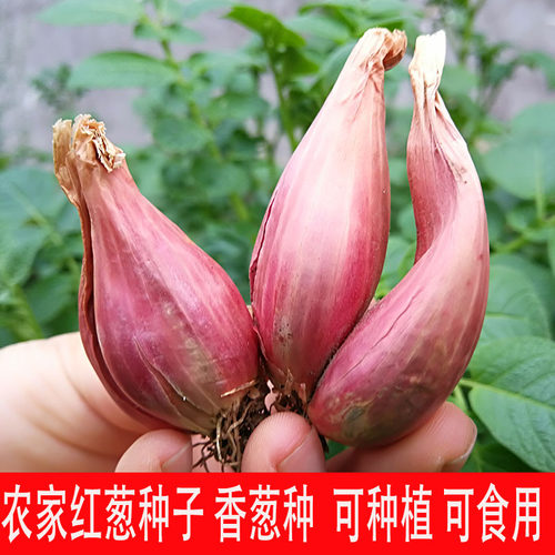 四季小香葱种头蔬菜孑火大全