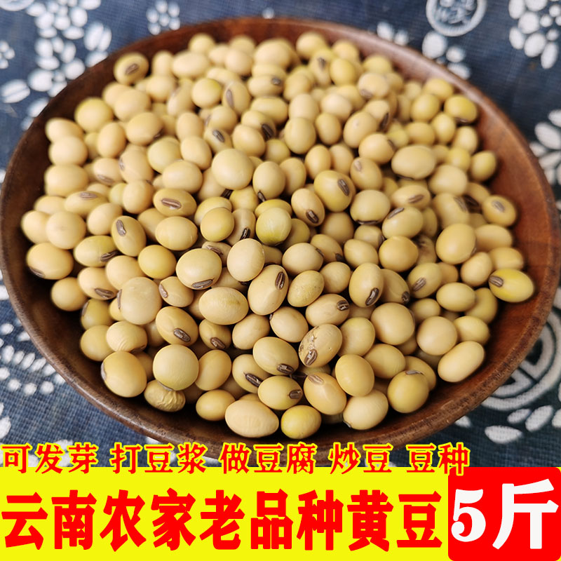 云南新黄豆大豆子老品种黄豆农家种植新豆5斤装五谷粗粮低价包邮