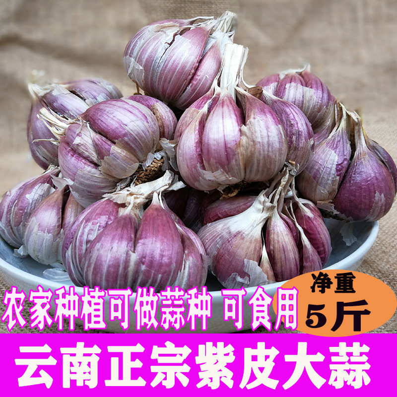 正宗云南紫皮大蒜种子