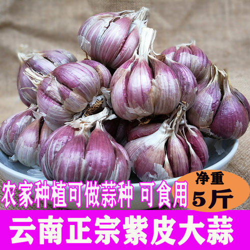 正宗云南紫皮大蒜种子