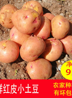 云南土豆粉糯黄心农家薯仔迷你