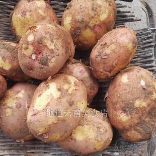 云南红皮土豆马铃薯洋芋农家自种现挖现发红皮黄心土豆5斤老品种