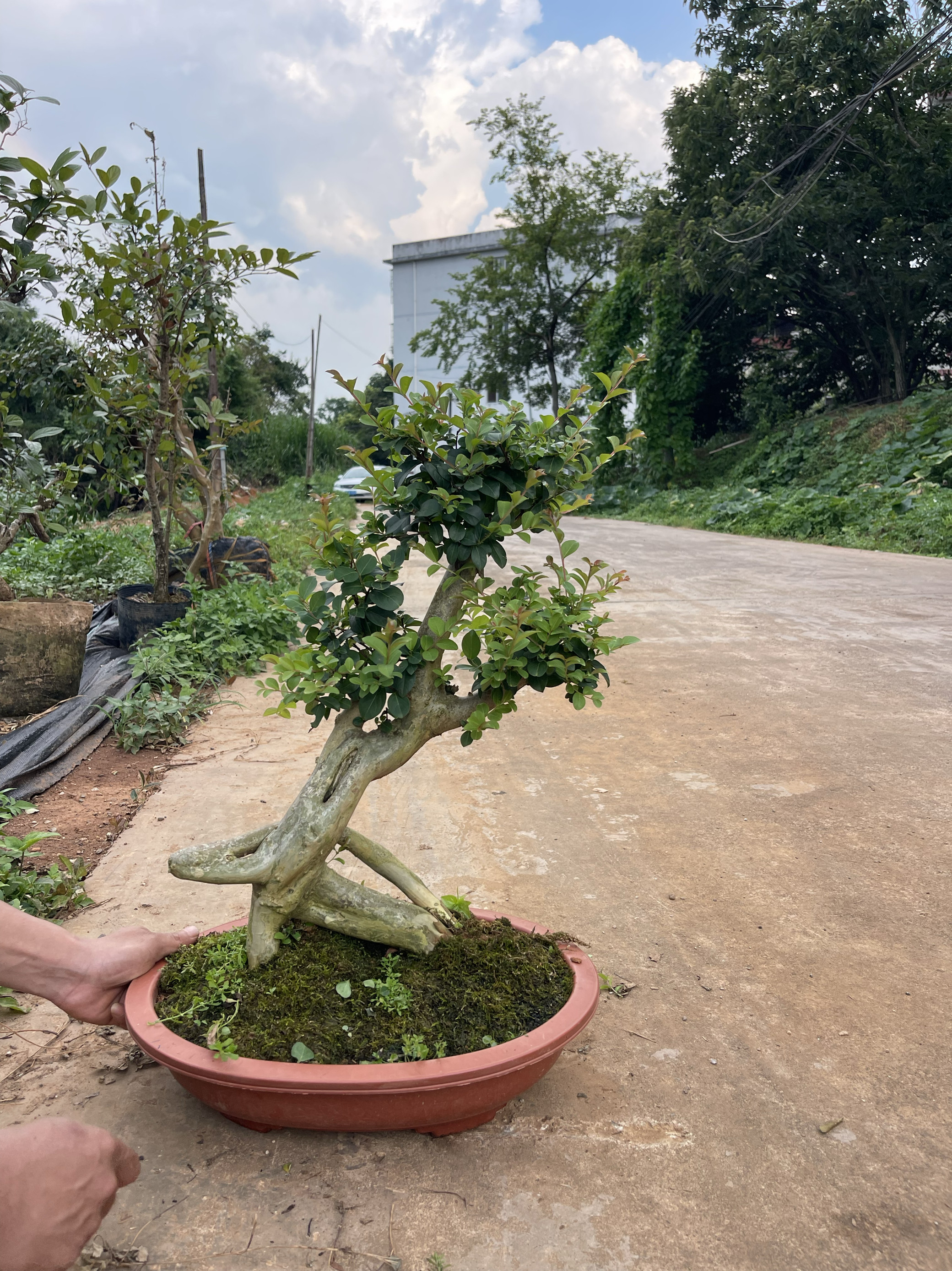 原生紫薇老桩花期长（一物一拍）,鲜花速递/花卉仿真/绿植园艺,造型盆景,淘宝优惠券,粉丝福利购,淘宝优惠卷