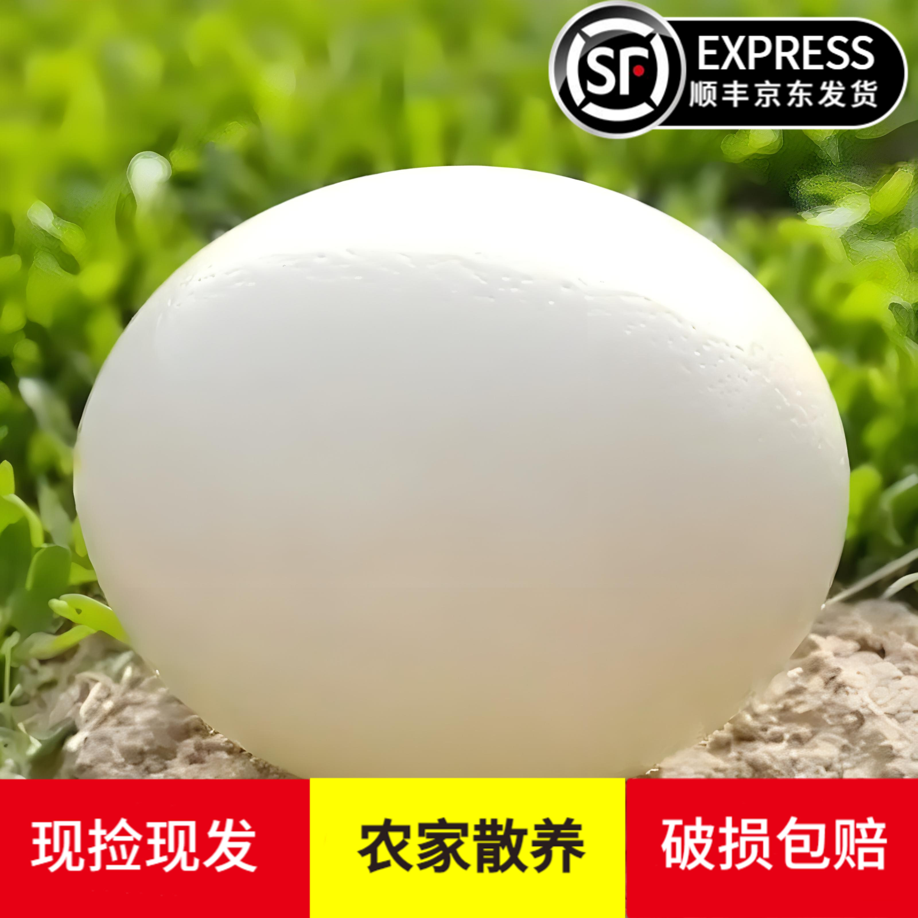 新鲜鸵鸟蛋特超大号自家养殖食用鸸鹋蛋可食用鲜蛋2.5斤左右顺丰