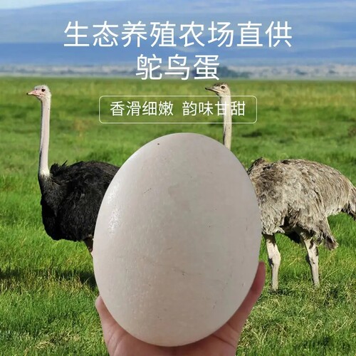 顺丰发货鸵鸟蛋帆儿庄坏了包赔