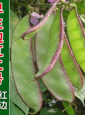 早熟扁豆种子种籽 高产四季豆角梅豆角红眉豆蔬菜梅豆孑架豆菜豆