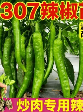 2307辣椒苗专用辣椒苗青椒软皮清香微辣带土发货秧苗各种菜苗秧苗