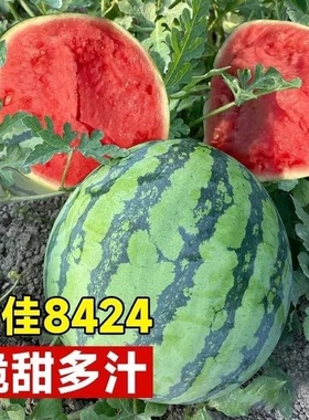 冰糖麒麟西瓜种籽8424西瓜水果种子瓜果小菜籽盆栽高产阳台种植秧