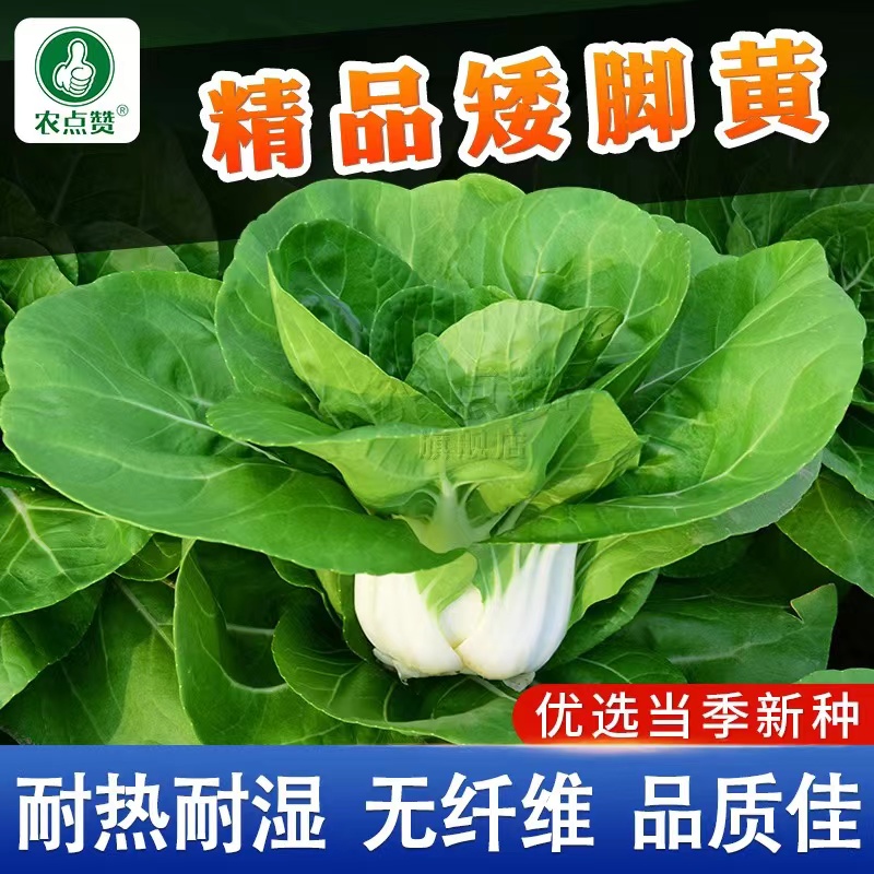 秋季南京矮脚黄菜籽白梗青菜种籽大全 耐寒小白菜种子奶白菜种孑