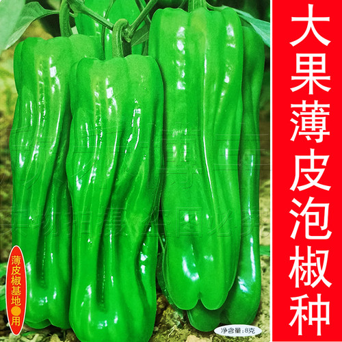 蔬菜泡椒虎皮四季南方种高产抗病