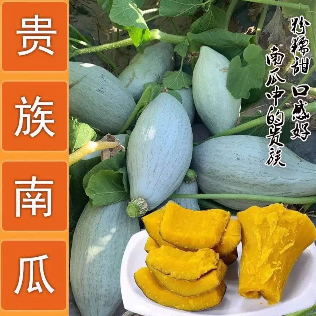 超甜粉糯贵族南瓜种子水果型高产