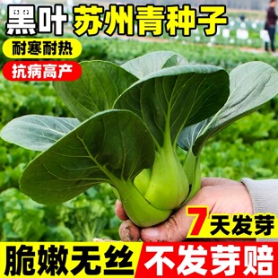 黑叶苏州青种子油菜种籽菜籽小青菜白菜蔬菜种孑青梗上海青苗大全