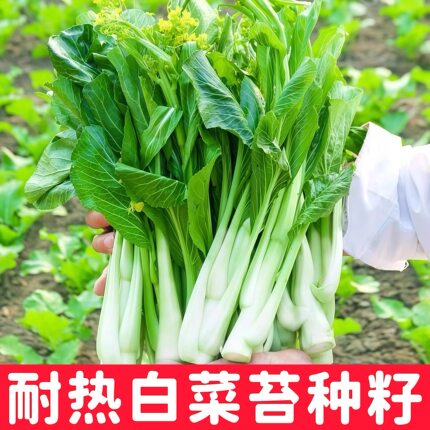 白菜苔种子四季家庭阳台小院种籽耐热高产白菜苔速生早熟抗病蔬菜