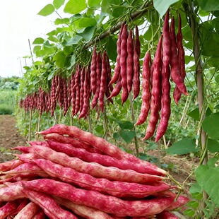 红金钩豆角种子家雀蛋豆角种子东北高产油豆角种子芸豆架豆菜种子