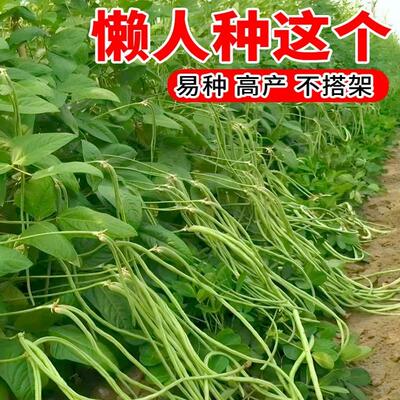 高产无架豇豆抗病耐热田园播种