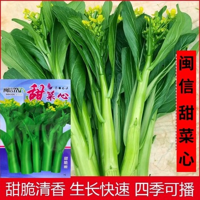 菜心种子四季蔬菜种子庭院阳台